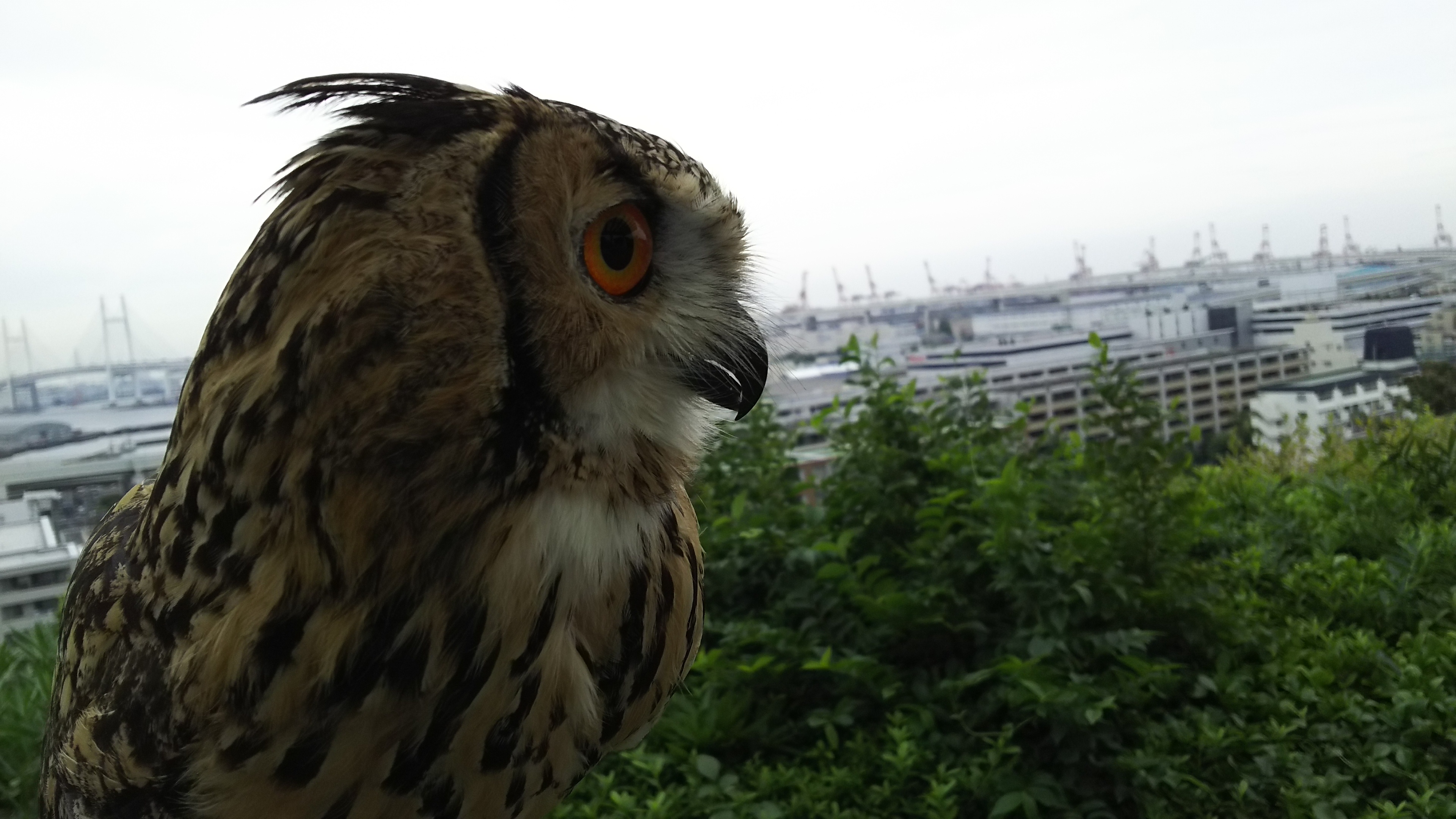 横浜山手の港の見える丘公園展望台ベンガルワシミミズクのベンジー君横浜港望む
